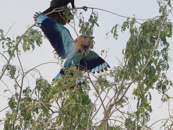 <h3>Coracias benghalensis / Indian roller / Indische scharrelaar</h3>OM-1 Mark II with OLYMPUS M.150-400mm F4.5 TC, 1/2000 sec at F7.1, ISO 1250, distance 38.4 m